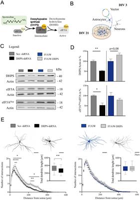 Manipulation of DHPS activity affects dendritic morphology and expression of synaptic proteins in primary rat cortical neurons